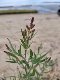 Attēlu rezultāti vaicājumam “Atriplex littoralis”