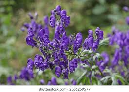 Image result for Eisenhut