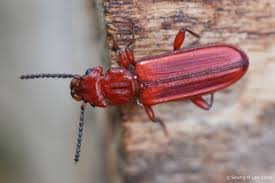 Attēlu rezultāti vaicājumam “Cucujidae”