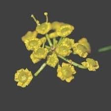 Attēlu rezultāti vaicājumam “Pastinaca sativa subsp. sylvestris”