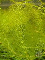 「金魚藻」的圖片搜尋結果