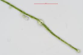 Attēlu rezultāti vaicājumam “Fissidens bryoides”