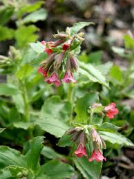 Image result for Lungenkraut