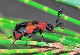 Attēlu rezultāti vaicājumam “Dasytes sp.”