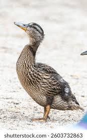 Attēlu rezultāti vaicājumam “Anas platyrhynchos juvenile”