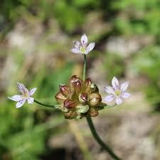 Attēlu rezultāti vaicājumam “Allium ursinum flower”