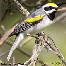 Image result for Vermivora chrysoptera