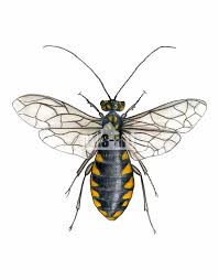 Attēlu rezultāti vaicājumam “Acantholyda posticalis”