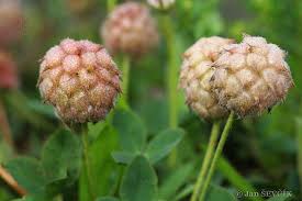 Attēlu rezultāti vaicājumam “Trifolium fragiferum fruit”