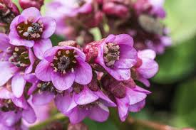 Attēlu rezultāti vaicājumam “Bergenia crassifolia flower”