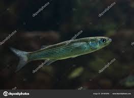 Image result for Chelon saliens