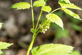 Image result for Christophskraut