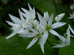 Attēlu rezultāti vaicājumam “Allium ursinum flower”