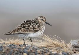 Image result for Calidris bairdii