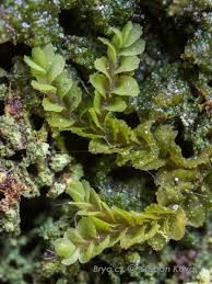 Attēlu rezultāti vaicājumam “Mylia anomala”