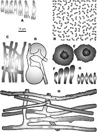 Attēlu rezultāti vaicājumam “Gloeoporus taxicola”