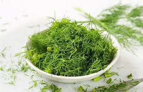 Image result for Dill