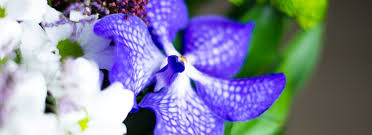 Image result for Yeovil and District Swimming Club