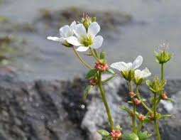 Attēlu rezultāti vaicājumam “Saxifraga granulata leaf”