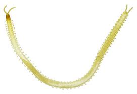 Attēlu rezultāti vaicājumam “Geophilidae”