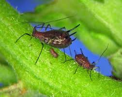 Attēlu rezultāti vaicājumam “Uroleucon cirsii”