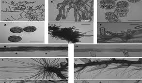 Attēlu rezultāti vaicājumam “Homomallium incurvatum sporophyte”