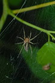 Attēlu rezultāti vaicājumam “Agelena labyrinthica”