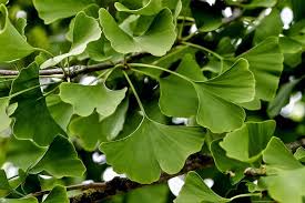 Attēlu rezultāti vaicājumam “Ginkgo biloba leaf”
