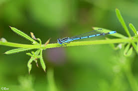 Attēlu rezultāti vaicājumam “Coenagrion puella”