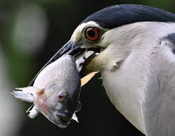 Image result for Nycticorax nycticorax