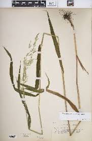 Attēlu rezultāti vaicājumam “Cinna latifolia”