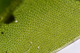 Attēlu rezultāti vaicājumam “Fissidens bryoides”