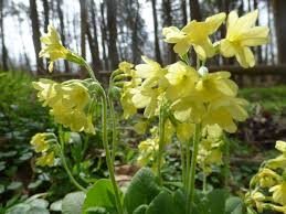 Image result for Schlüsselblumen