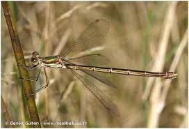 Attēlu rezultāti vaicājumam “Lestes virens female”