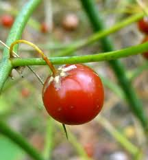 Attēlu rezultāti vaicājumam “Asparagus officinalis fruit”