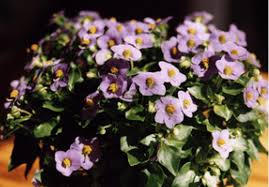 Image result for Exacum affine