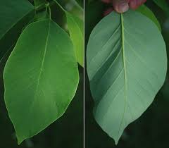 Attēlu rezultāti vaicājumam “Magnolia acuminata leaf”
