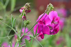 Image result for Lathyrus odoratus