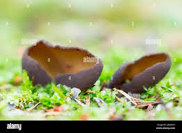 Attēlu rezultāti vaicājumam “Otidea bufonia”