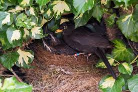 Attēlu rezultāti vaicājumam “Turdus merula nest”