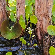 Attēlu rezultāti vaicājumam “Rhynchospora alba leaf”