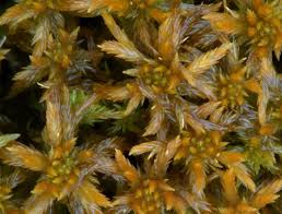 Attēlu rezultāti vaicājumam “Sphagnum balticum”