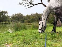 Image result for Winchester Riding Club