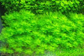 Attēlu rezultāti vaicājumam “Hottonia palustris leaf”