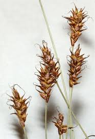 Attēlu rezultāti vaicājumam “Carex davalliana”