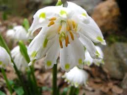 Attēlu rezultāti vaicājumam “Leucojum vernum var. carpathicum flower”