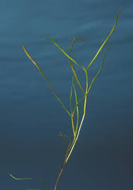 Attēlu rezultāti vaicājumam “Stuckenia pectinata”