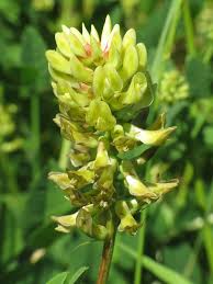 Attēlu rezultāti vaicājumam “Astragalus glycyphyllos flower”