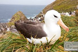 Image result for Thalassarche melanophris