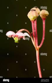 Attēlu rezultāti vaicājumam “Chimaphila umbellata bud”